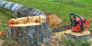 How Our Tree Care Process Works  in  Anton, TX