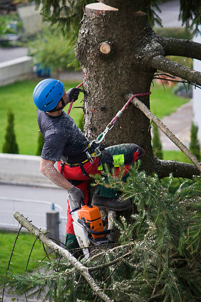 Best Firewood Processing and Delivery  in Anton, TX